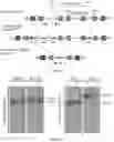 Fig. 02 - METHODS FOR TREATING NEUROMUSCULAR JUNCTION-RELATED DISEASES