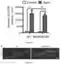 Fig. 07 - METHODS FOR TREATING NEUROMUSCULAR JUNCTION-RELATED DISEASES