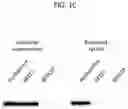 Fig. 04 - Mutant strains and methods of use