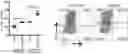 Fig. 01 - METHODS AND COMPOSITIONS FOR MODULATING THE IMMUNE SYSTEM