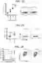 Fig. 05 - METHODS AND COMPOSITIONS FOR MODULATING THE IMMUNE SYSTEM