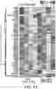 Fig. 20 - METHODS AND COMPOSITIONS FOR MODULATING THE IMMUNE SYSTEM