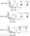 Fig. 25 - METHODS AND COMPOSITIONS FOR MODULATING THE IMMUNE SYSTEM