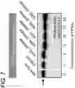 Fig. 09 - Methods of using DNASE1-like 3 in therapy