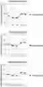 Fig. 01 - COMPOSITION OF PROBIOTICS AND DIGESTIVE ENZYMES AND METHOD OF PREPARING AND USING THE SAME