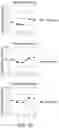 Fig. 02 - COMPOSITION OF PROBIOTICS AND DIGESTIVE ENZYMES AND METHOD OF PREPARING AND USING THE SAME