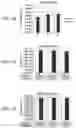 Fig. 03 - COMPOSITION OF PROBIOTICS AND DIGESTIVE ENZYMES AND METHOD OF PREPARING AND USING THE SAME