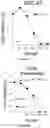 Fig. 10 - Oncolytic virotherapy with helper-dependent adenoviral-based vectors expressing immunomodulatory molecules