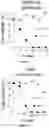 Fig. 11 - Oncolytic virotherapy with helper-dependent adenoviral-based vectors expressing immunomodulatory molecules
