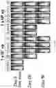 Fig. 32 - Oncolytic virotherapy with helper-dependent adenoviral-based vectors expressing immunomodulatory molecules