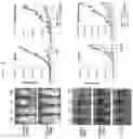 Fig. 03 - MALIGNANT TUMOR TARGET PEPTIDE