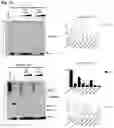 Fig. 06 - Compositions and methods for treatment of hereditary cystatin C amyloid angiopathy (HCCAA) and other neurodegenerative disorder associated with aberrant amyloid deposits