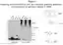 Fig. 09 - Compositions and methods for treatment of hereditary cystatin C amyloid angiopathy (HCCAA) and other neurodegenerative disorder associated with aberrant amyloid deposits