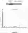 Fig. 15 - Treating Renal and Liver Dysfunction with TLR4 Antagonists