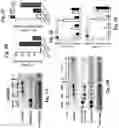 Fig. 04 - Methods for treating pulmonary hypertension with a ligand binding domain of a TGF-beta type II receptor