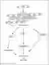 Fig. 01 - Pharmaceutical compositions comprising oncostatin m (OSM) antagonist derivatives and methods of use