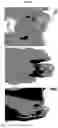 Fig. 10 - ANTIMICROBIAL FIBERS AND COMPOSITIONS