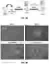Fig. 05 - COMBINATION THERAPIES COMPRISING DENDRITIC CELLS-BASED VACCINE AND IMMUNE CHECKPOINT INHIBITOR