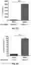 Fig. 08 - COMBINATION THERAPIES COMPRISING DENDRITIC CELLS-BASED VACCINE AND IMMUNE CHECKPOINT INHIBITOR