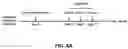 Fig. 09 - COMBINATION THERAPIES COMPRISING DENDRITIC CELLS-BASED VACCINE AND IMMUNE CHECKPOINT INHIBITOR