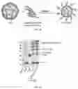 Fig. 03 - Composition and method for generating immunity to 