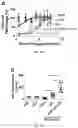 Fig. 05 - Composition and method for generating immunity to 