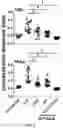 Fig. 06 - Composition and method for generating immunity to 
