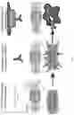Fig. 02 - Epitope-targeted peptide immunostimulants
