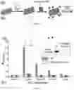 Fig. 07 - Epitope-targeted peptide immunostimulants