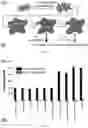 Fig. 09 - Epitope-targeted peptide immunostimulants