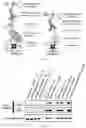 Fig. 10 - Epitope-targeted peptide immunostimulants