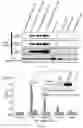 Fig. 11 - Epitope-targeted peptide immunostimulants
