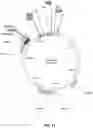 Fig. 16 - Adenovirus and uses thereof