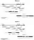 Fig. 03 - Recombinant non-pathogenic Marek's Disease virus constructs encoding multiple heterologous antigens