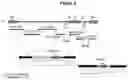 Fig. 04 - Recombinant non-pathogenic Marek's Disease virus constructs encoding multiple heterologous antigens