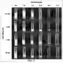 Fig. 04 - Temperature-responsive degradable hydrogels