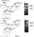 Fig. 04 - Gene and cell therapy using cell fusion technology