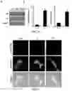 Fig. 05 - Gene and cell therapy using cell fusion technology