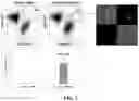 Fig. 07 - Gene and cell therapy using cell fusion technology