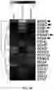 Fig. 10 - Gene and cell therapy using cell fusion technology