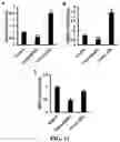 Fig. 11 - Gene and cell therapy using cell fusion technology