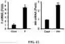 Fig. 12 - Gene and cell therapy using cell fusion technology