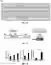 Fig. 14 - Gene and cell therapy using cell fusion technology