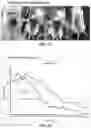 Fig. 16 - Gene and cell therapy using cell fusion technology