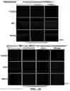 Fig. 17 - Gene and cell therapy using cell fusion technology