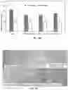 Fig. 19 - Esculentin 1a derivatives and uses thereof