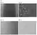 Fig. 02 - ELASTIN REDUCTION ALLOWING RECELLULARIZATION OF CARTILAGE IMPLANTS