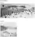 Fig. 08 - ELASTIN REDUCTION ALLOWING RECELLULARIZATION OF CARTILAGE IMPLANTS