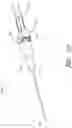 Fig. 10 - Securement device having an integral strap and dressing