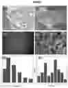 Fig. 04 - A Graphene-Based Membrane